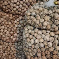 گردو تازه (روغن دار)