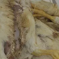 تلفات مرغ
