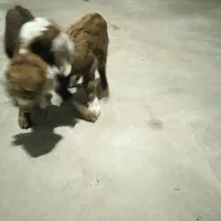 بزغاله.شیری