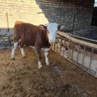 گوساله سیمینتال درجه ۱