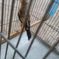 جوجه سهره