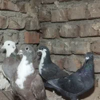 کفتر