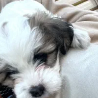 نژاد شیتزو سایز ریز