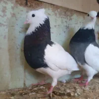 طوقی سیاه نر وماده