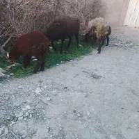 میش بره بز بزغاله