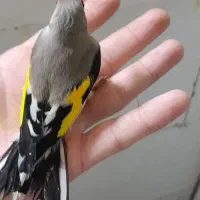 سهره کرمون.سهره چهارگل.سهره سبز|پرنده|مشهد, نوید|دیوار