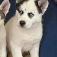 سگ هاسکی سامویید