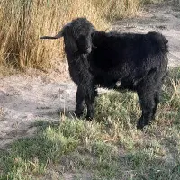 چبش فروشی