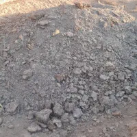 جوجه بلدرچین|حیوانات مزرعه|گزیک, |دیوار