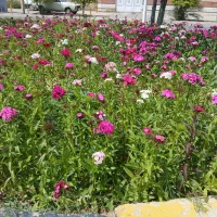 شرکت خدماتی فردوس خدمت شیرازسالمند/کودک/امورمنزل