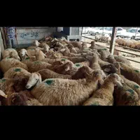 گوسفند زنده کربلای|حیوانات مزرعه|ری, |دیوار