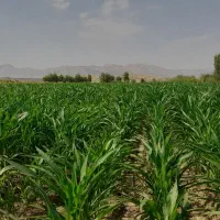 زمین-کشاورزی