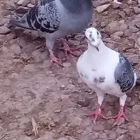 مسافتی|پرنده|اردبیل, |دیوار