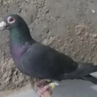 کبوتر نر گمشده