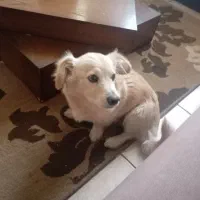 سگ گلدن پاکوتا