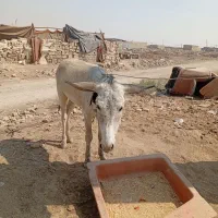 الاغ نر|حیوانات مزرعه|اهواز, علی آباد|دیوار