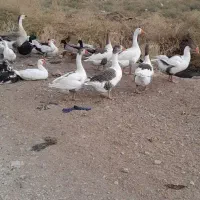 حیوانات مزرعه .اردک اسراییلی