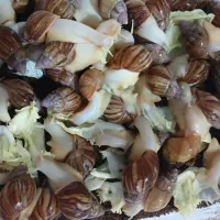 حلزون مولد|خزنده|پیر بکران, |دیوار