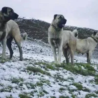 فروش سگ نگهبان سگ سرابی و توله سگ کنگال ترکیه|سگ|تهران, پونک|دیوار