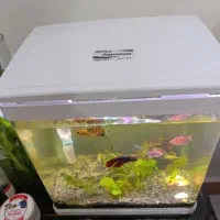 آکواریوم گیاه طبیعی|ماهی|جم, |دیوار