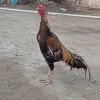 خروس.|حیوانات مزرعه|میناب, |دیوار