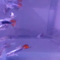 ماهی گوپی وایت رد تِیل ( معاوضه با ماهی فایتر )|ماهی|مشهد, امیریه|دیوار