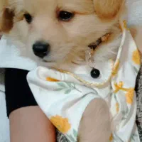 سگ پامر اشپیتز