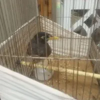 مینا سروحال با دوجفت فنج عوض میکنم