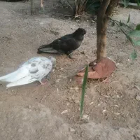 کبوتر|پرنده|شیراز, حافظیه|دیوار