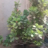 گل مرجان|گل و گیاه طبیعی|تهران, هاشم‌آباد|دیوار