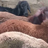 فروش گوسفند ژن دار همو و هترو ماده و نر