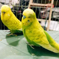 مرغ عشق مولد انگلیسی و اوپالین اسپانگل