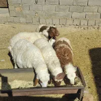 بره‌نر‌گوسفند میش‌