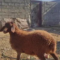 ۱راس بره ماده افشار جنس درجه یک قیمت یک بره  شیری|حیوانات مزرعه|فیروزآباد (فارس), |دیوار