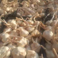 سیر|خوردنی و آشامیدنی|بوشهر, |دیوار