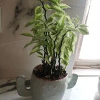 گل و گیاه پدیلانتوس گندمی آلوئه ورا شاخ بزی گل ناز