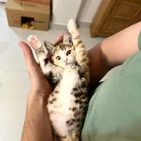 واگذاری بچه گربه ۳ ماهه رایگان