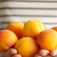 عرضه نهال زردآلو انبه ای پربار و درشت