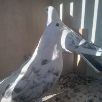 یه جفت کفتر تهرانی پشدار فروشی