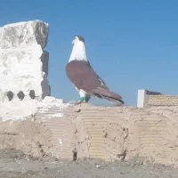 ساده افغانی نر پرشی بدون پر رخ دم|پرنده|مشهد, نوغان|دیوار