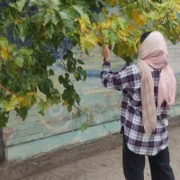 انواع لباس مجلسی در حد نو|لباس|خرمآباد, |دیوار