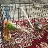 عروس هلندی و طوطی برزیلی سالم سالم به همراه قفس