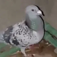 سلام کبوتر پلاکی خوب