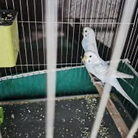 مرغ عشق. رنگ خاص