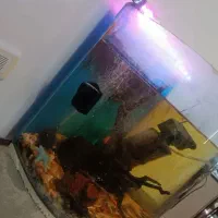 آکواریوم|ماهی|سمنان, |دیوار