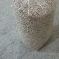 مغز آفتاب گردان