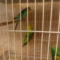 قفس پرنده مرغ عشق عروس و..|لوازم جانبی حیوانات|مشهد, کوشش|دیوار