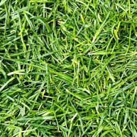 سبزی مارکت(عمده فروشی)|خوردنی و آشامیدنی|شیراز, میانرود|دیوار