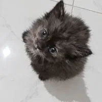 بچه گربه