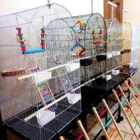 قفس عروس هلندی کوتوله گرینچیک و انواع پرندگان|لوازم جانبی حیوانات|اراک, |دیوار